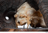  Skull Mouflon Ovis orientalis head skull 0012.jpg